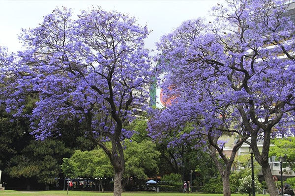 Vente arbre Jacaranda bleu au Maroc
