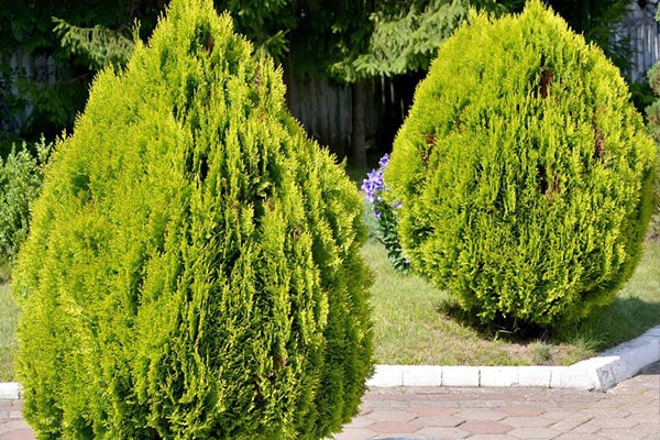 Vente arbre Thuya d'Orient au Maroc