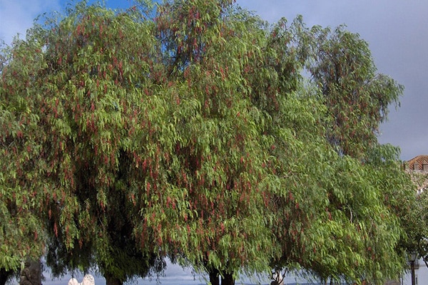 Vente d'arbre Faux poivrier au Maroc