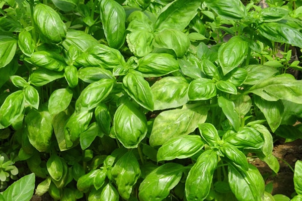 Vente plante Basilic au Maroc