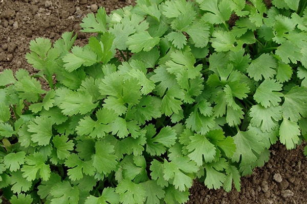 Vente plante Coriandre au Maroc