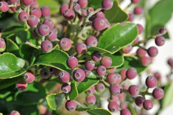 Arbres fruitiers Rosaces à pépin