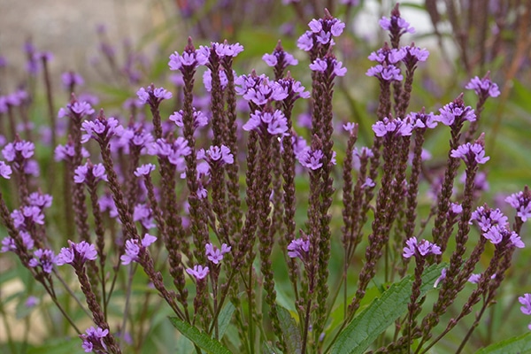 achat Verveine officinale au Maroc