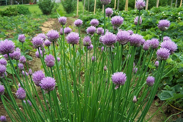 Vente Ciboulette bio au Maroc