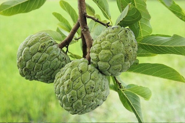 Vente Chérimole au Maroc