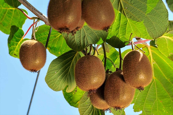 Arbres fruitiers variés