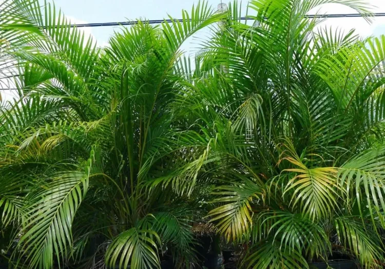 Vente de Palmier areca au Maroc