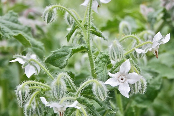 Achat bourrache officinale blanche Maroc
