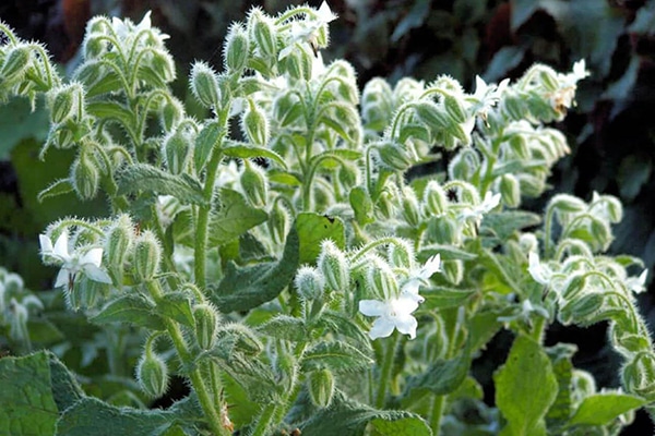 Achat bourrache officinale blanche Maroc