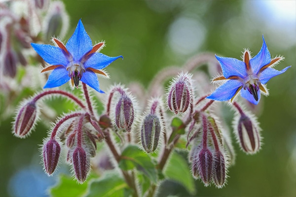 Vente Bourrache officinale Maroc