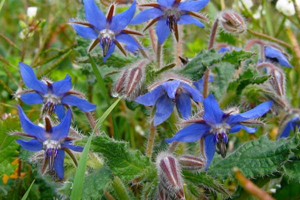 Vente Bourrache officinale Maroc