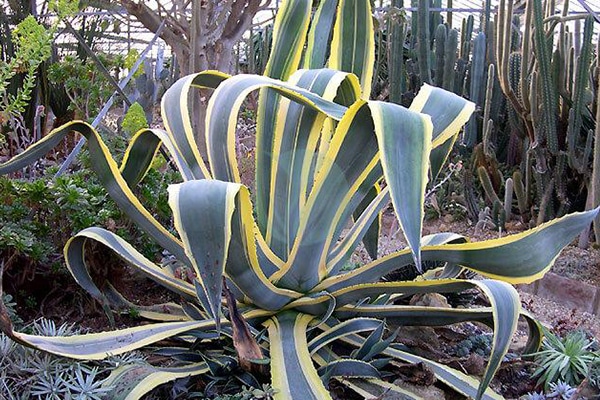 Agaves
