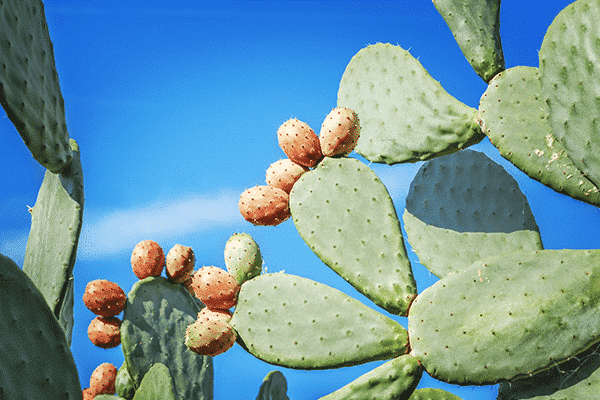 Cactus à fruit coméstible