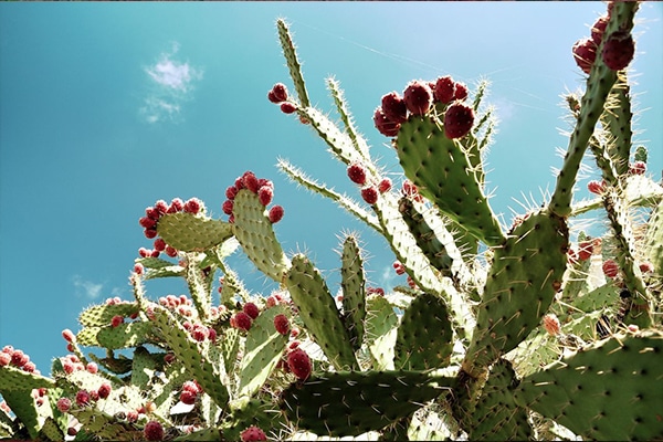 Cactus