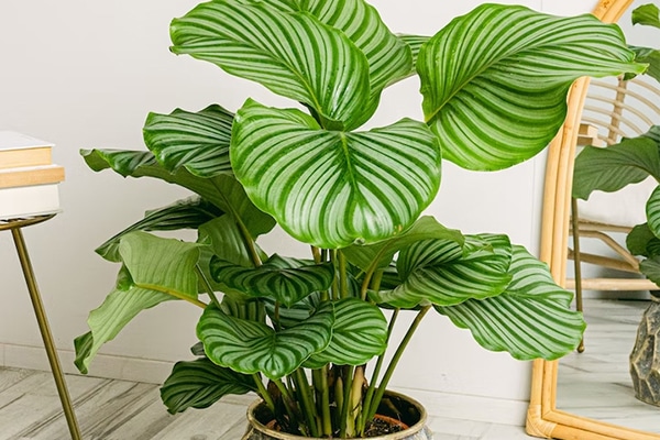Vente plante paon au Maroc