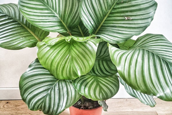 Achat plante paon au Maroc