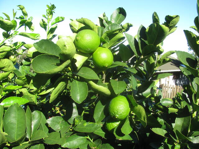vente citronier lime maroc