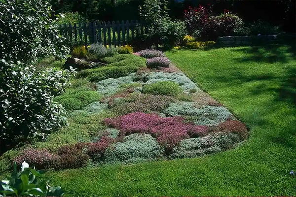 Plantes d’extérieur Couvre sol