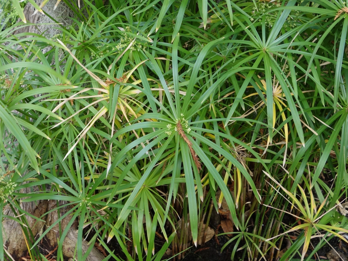 cyperus-involucratus-1200×900