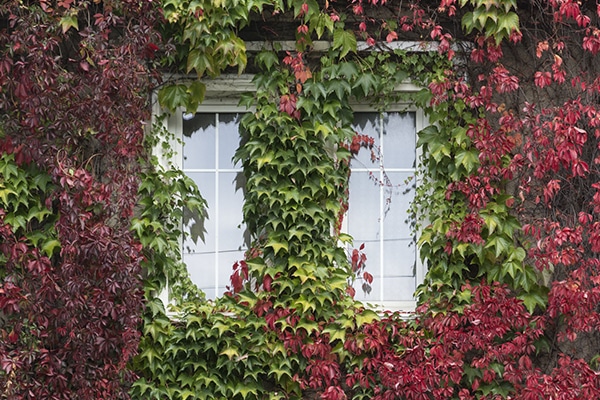 Plantes d’extérieur Grimpantes