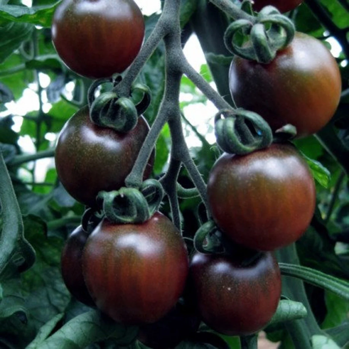 achat Tomate cerise noire au maroc