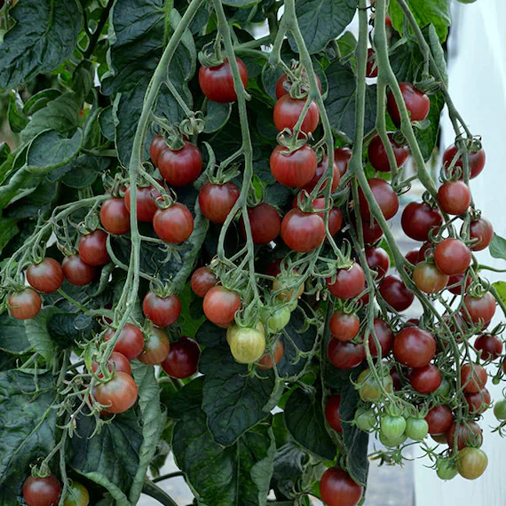 vente Tomate cerise rouge au maroc