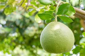 achat Pomelo (citrus maxima) maroc