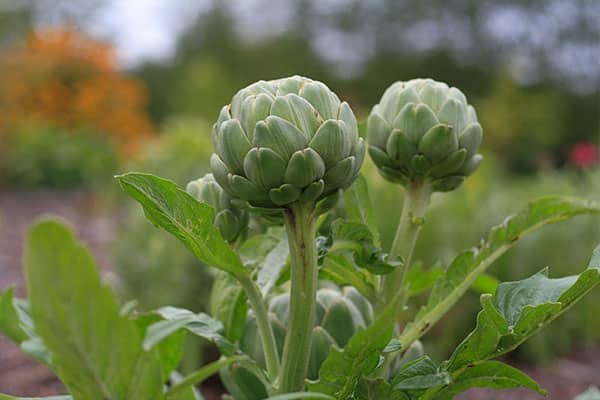 Plantes Légumes perpétuels bio
