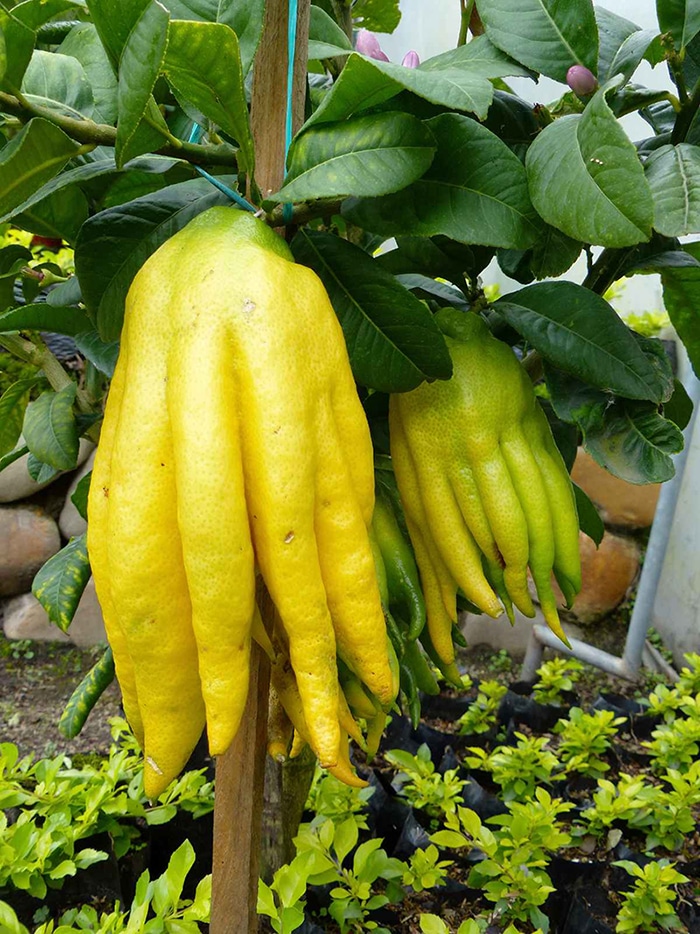 Achat du citronier Main de Bouddha au Maroc