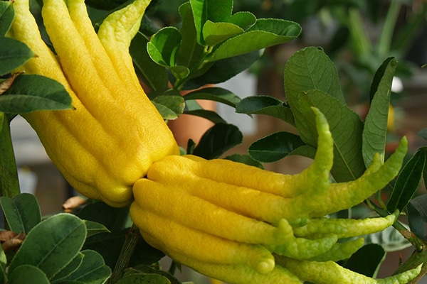 Vente du citronier Main de Bouddha au Maroc