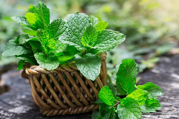 Vente de Menthe poivré au Maroc