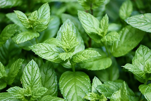 Vente de Menthe poivré au Maroc