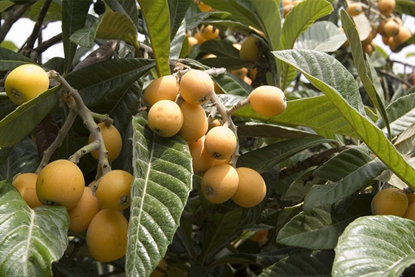 Vente Neflier du japon au Maroc