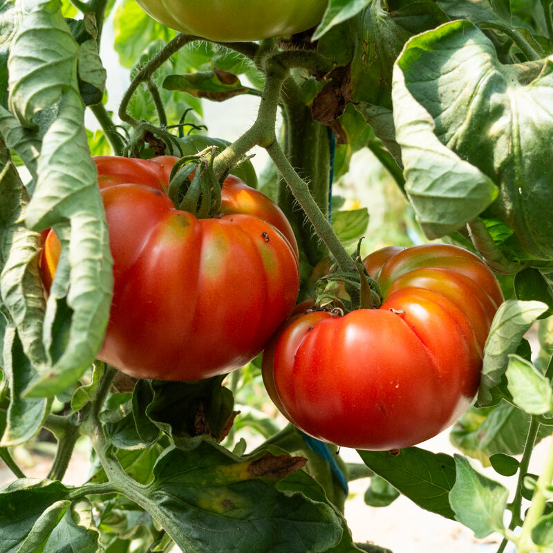 achat Tomate Marmande type hollande au maroc