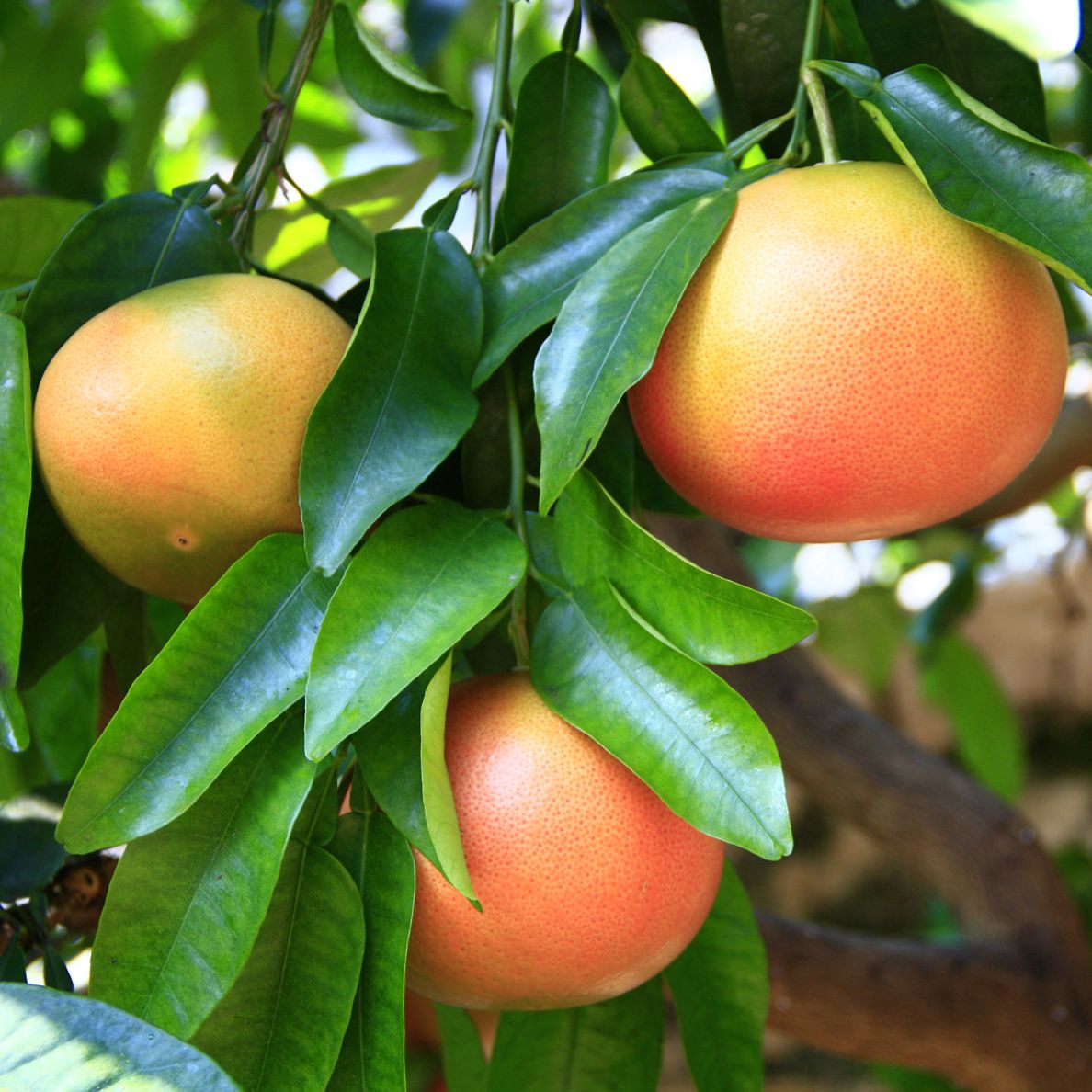 vente Pamplemoussier rouge maroc