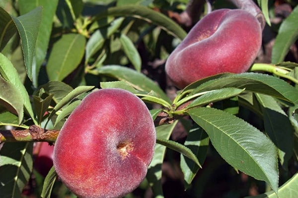Achat Pécher à fruit plat au Maroc