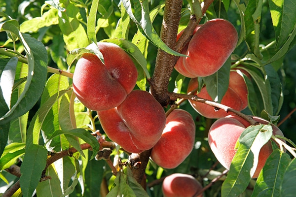 Vente Pécher à fruit plat au Maroc