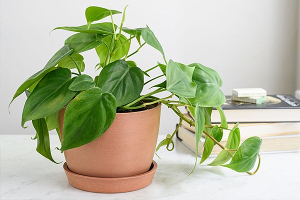 philodendron 2