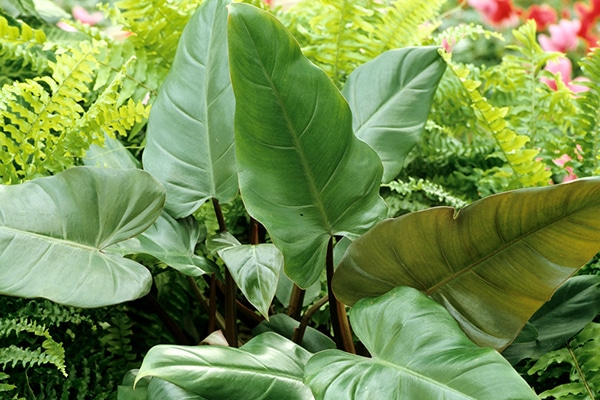 philodendron