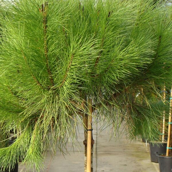achat Pin parasol maroc