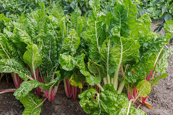 Vente plante Rhubarde au Maroc