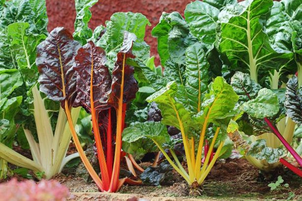 Achat plante Rhubarde au Maroc