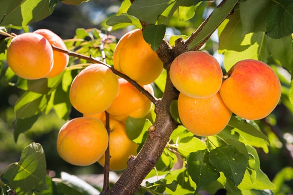 Arbres fruitiers Rosaces à noyau