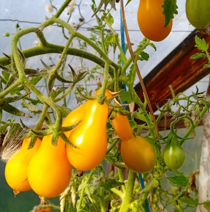 vente Tomate cerise poire jaune au maroc