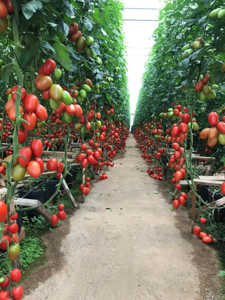 Vente Tomate San Marzano au maroc