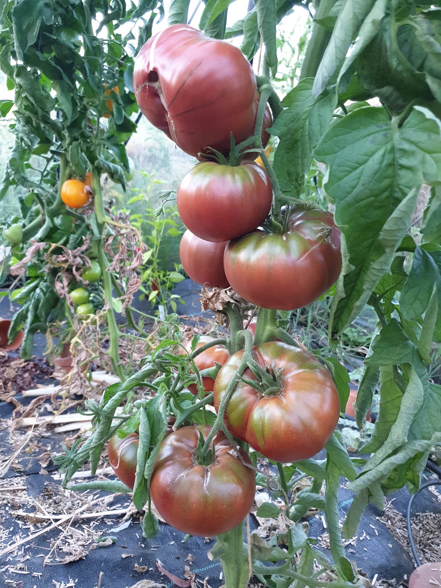 vente Tomate ananas au maroc