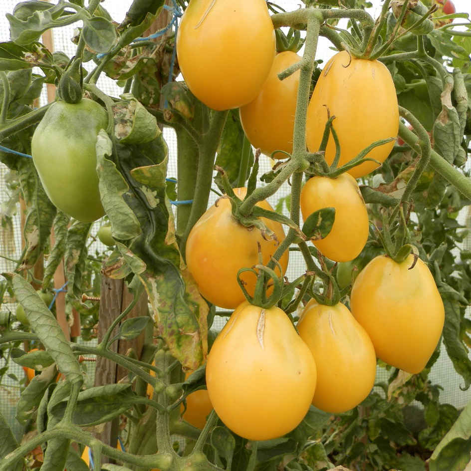 achat Tomate cerise poire jaune au maroc