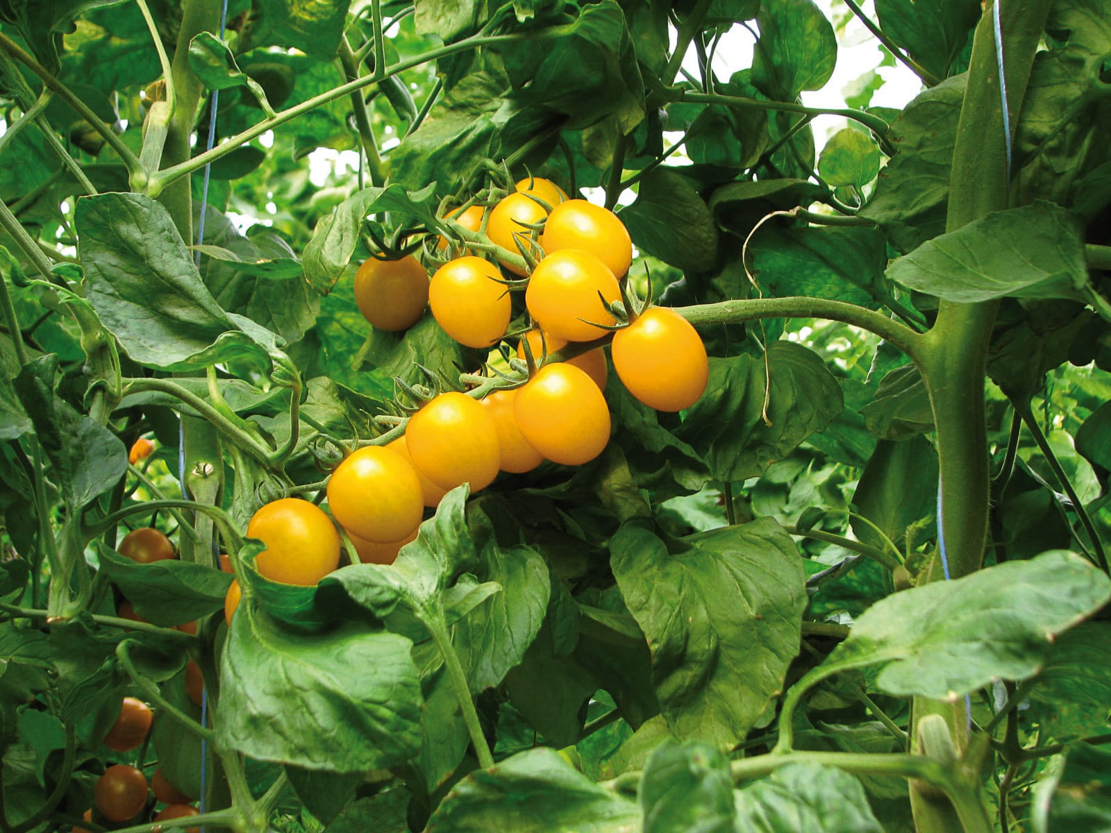 Vente Tomate cerise jaune au maroc