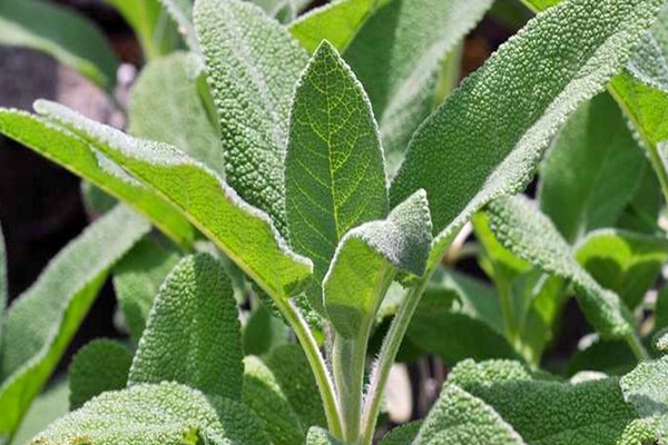vente Sauge officinale au Maroc