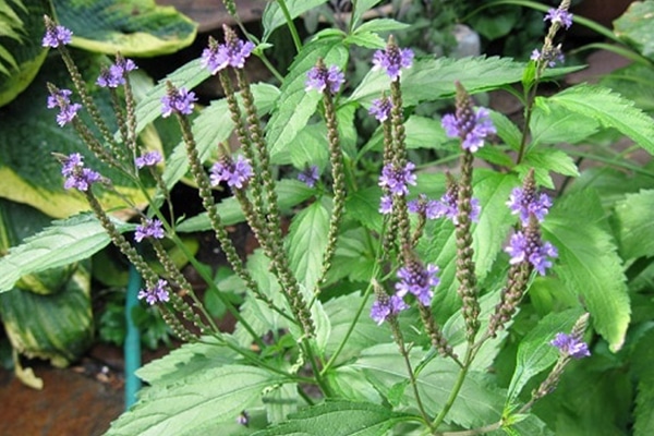 vente Verveine officinale au Maroc